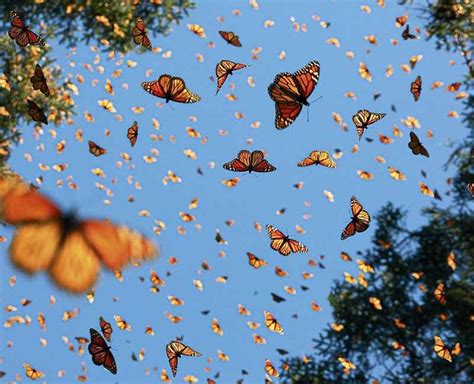 Clima En El Santuario De La Mariposa Monarca