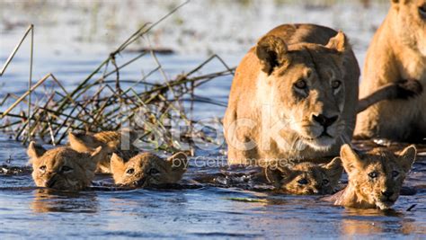 Young Lion Cubs Swimming Stock Photo | Royalty-Free | FreeImages