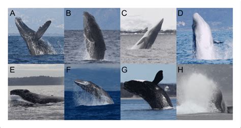 Breaching whales. (A) A tagged humpback whale (NMFS permit #16111). (B ...