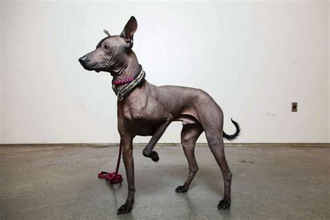 Hairless dogs compete at Reliant show