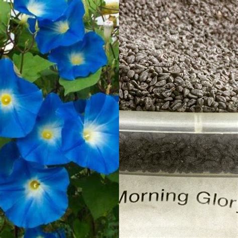 Morning glory seed. | Morning glory seeds, Flower seeds, Heirloom seeds