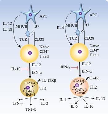 How do Th1 and Th2 Cells Differentiate?-CUSABIO