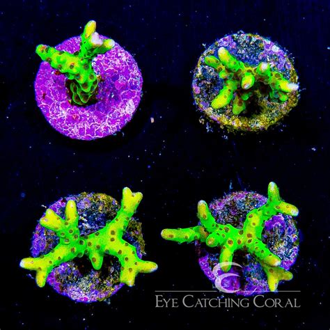 Tidal Gardens Electric Lemonade Anacropora Frag | Aquacultured Frags ...