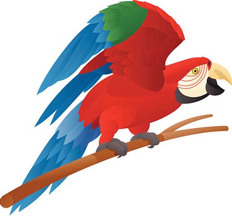 Talking Parrot Illustrations, Royalty-Free Vector Graphics & Clip Art - iStock