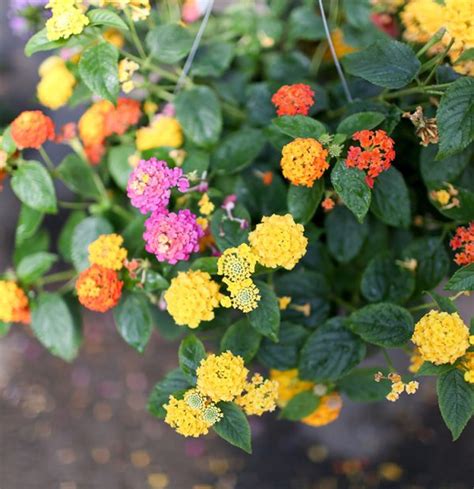 Lantana Hanging Basket — Altum's — Garden Center — Zionsville, IN