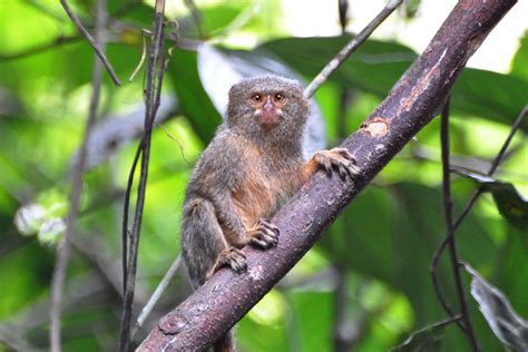 File:Pygmy Marmoset (5336773146).jpg - Wikimedia Commons