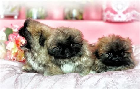 Peekapoo: The Definitive Pet Parent Guide To A Pekingese Poodle Mix ...