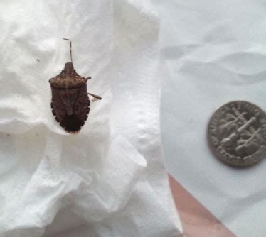 Brown Marmorated Stink Bug - What's That Bug?