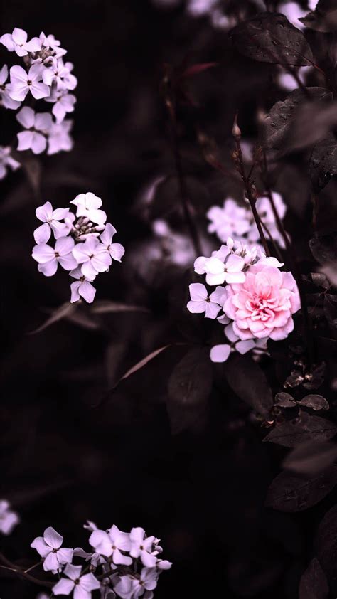 Aesthetic Simple Pink Flower Wallpaper - Alla tok