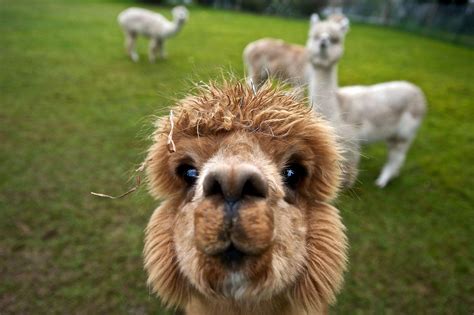 Alpaca Cool Wallpapers - Top Free Alpaca Cool Backgrounds - WallpaperAccess