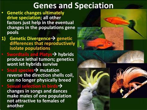 PPT - Speciation Ch. 21 PowerPoint Presentation, free download - ID:2011153