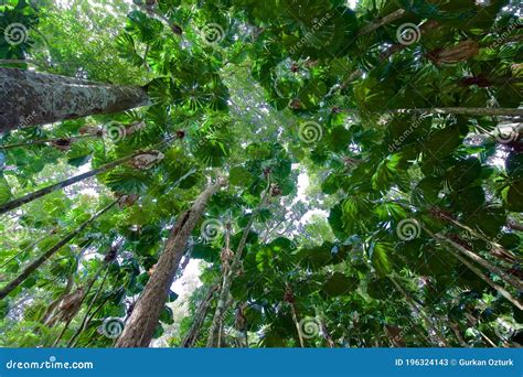 Daintree Tropical Rainforest, Cairns, Australia, Beautiful Forest Stock ...