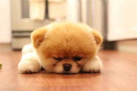 Cute Fluffy Dog Pictures, Photos, and Images for Facebook, Tumblr ...