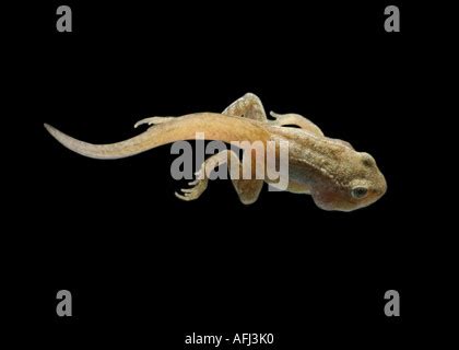 Tadpole with 4 legs & tail swimming in a puddle Stock Photo - Alamy