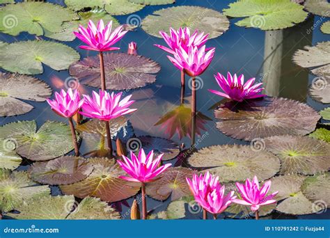 Water lilies on a pond stock photo. Image of delicate - 110791242