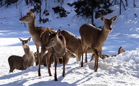 Deer in Snow Wallpaper - WallpaperSafari