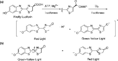 Chemical mechanism of the bioluminescence reaction of firefly luciferin... | Download Scientific ...