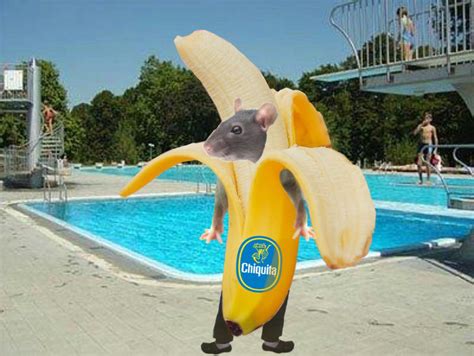 rat in banana costume?? : r/RATS