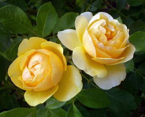 Yellow Roses Free Stock Photo - Public Domain Pictures
