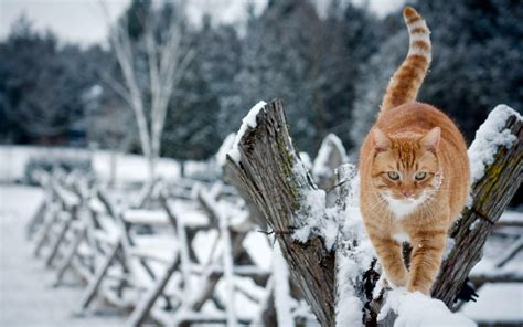 Winter Cat Wallpapers - Wallpaper Cave