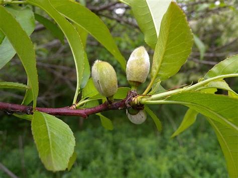 Peach (Prunus persica)