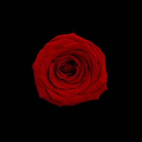 Red rose. Black background. Photography by Seras Reine | Saatchi Art