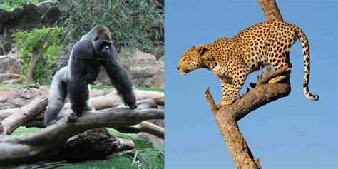 Nature's Warriors: Gorilla vs Leopard in the Battle for Dominance ...