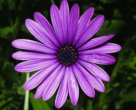 purple daisy flower meaning - Carey Caskey