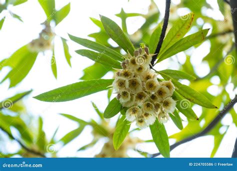 A Beautiful Blooming Elaeocarpus Sylvestris or Elaeocarpus Decipiens ...