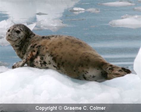 Common seal (Phoca vitulina)