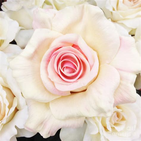 Shabby Chic Romantic White Pink Rose - Pastel Shabby Chic White Roses ...