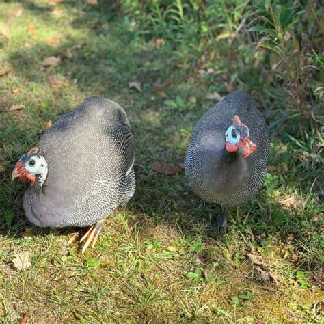 Guinea Fowl: Eggs, Height, Size and Raising Tips