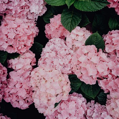 Hydrangeas Wallpapers - Wallpaper Cave