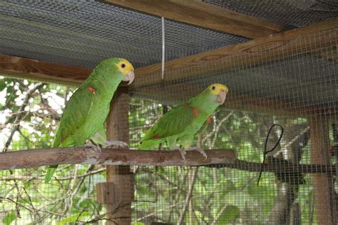 Belize Parrots | Miles To The Wild