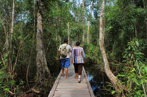 Mengenal Camp Leakey, Pusat Rehabilitasi Orangutan Terbesar di TN Tanjung Puting - Where Your ...