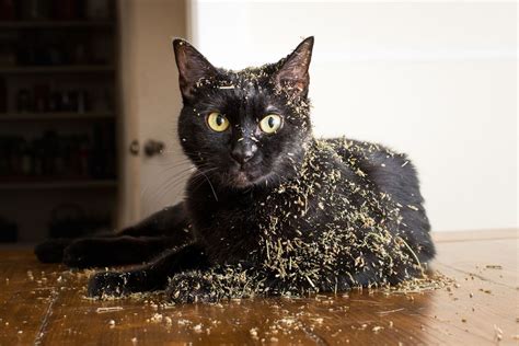 Let Photos Of Cats High On Catnip Be A Light In This Dark, Dark World | HuffPost UK News