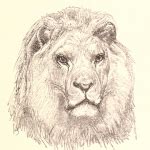 Vintage Lion Drawings - from black and white prints to stunning paintings