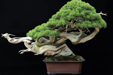 Ingin Merawat Tanaman Hias Bonsai? Gunakan Pupuk yang Tepat - BERNAS.id