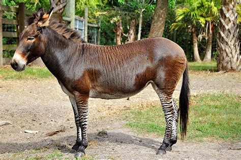 Hinnies, Mules, Zonkeys and Zorses