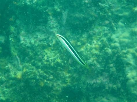 Hairtail blenny - 114e HK Reef Fish