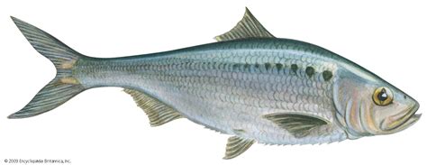 Alosa Sapidissima