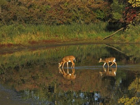 Pin by Tristen on MY HOME IS TEXAS-I LOVE IT! | Wildlife, Wildlife ...