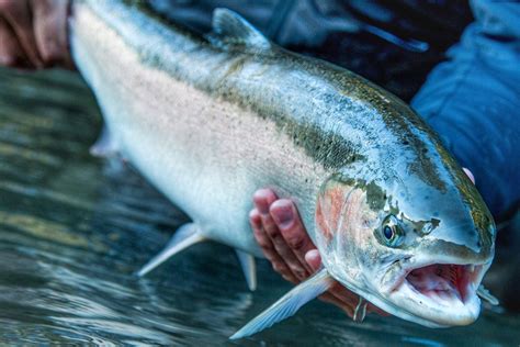 Steelhead – Blackfin Rods