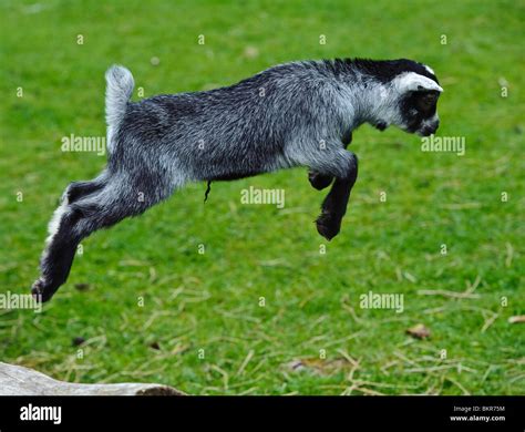 Baby goat jumping hi-res stock photography and images - Alamy