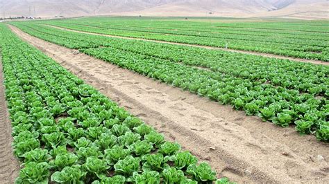 California Lettuce and Broccoli Growers Get Help To See Production ...