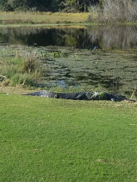 Play it as it lies? Chubbs doesn't mind. : r/golf