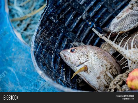 Dead Sea Animal After Image & Photo (Free Trial) | Bigstock