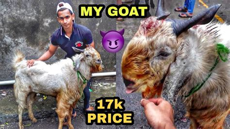 I Bought 17000 Rs Andul Goat For Bakra Eid 2019 | Deonar Bakra Mandi ...