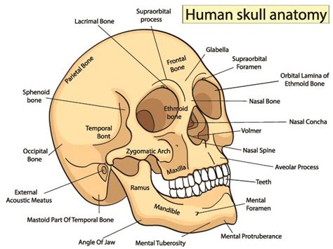 Human Nose Bone Anatomy