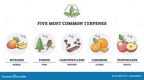 Terpenes Types For Essential Oils And Aromatic Nature Flavors Outline Diagram Vector ...